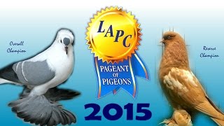 Pageant Of Pigeons 2015 [upl. by Norrag93]