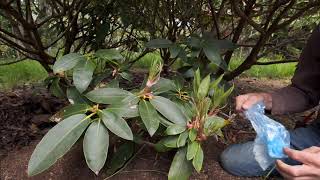 Rhododendron layering  Burncoose Nurseries [upl. by Hebbe296]