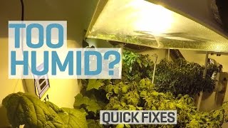 Too Humid in your Grow Room [upl. by Giorgi]