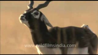 Twisted horns of Blackbuck [upl. by Gershom279]