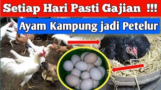 CEPAT UNTUNG‼️ Ternak ayam kampung  petelur dari ayam kampung [upl. by Zetra687]