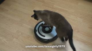 Cat shows HOW TO use iRobot Roomba Vacuum [upl. by Ozneral68]