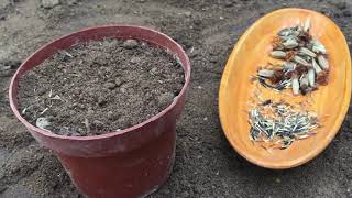 How to Start Marigolds from Seeds Indoors [upl. by Anilos871]