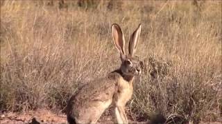 A REALLY BIG JACKRABBIT [upl. by Hanad]