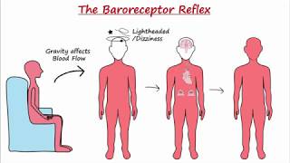 Baroreceptor Reflex [upl. by Toille]