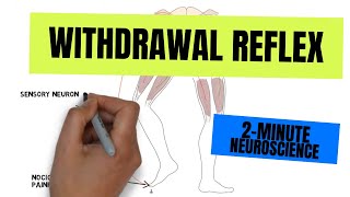 2Minute Neuroscience Withdrawal Reflex [upl. by Coffin497]