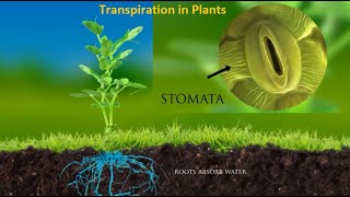 Science Project  Transpiration in Plants [upl. by Xel]