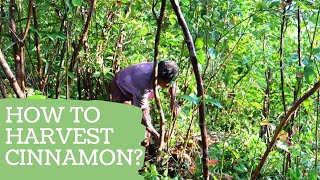 How to harvest Ceylon Cinnamon [upl. by Avla882]