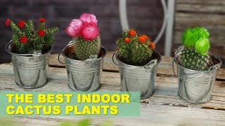 8 Best Cactus Varieties to Grow Indoors [upl. by Vivie]