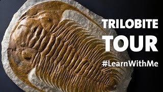 Take a Trilobites Tour LearnWithMe [upl. by Tice]