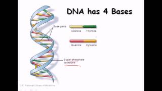 14 DNA strand structure and function [upl. by Suanne]