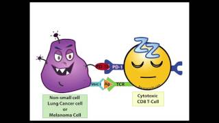 A PD 1 Inhibitor Fairy Tale [upl. by Akemehs]