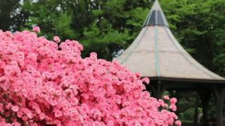 Rhododendrons and Azaleas [upl. by Valerye]