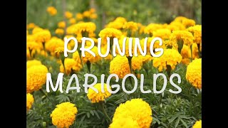 Pruning or Deadheading Marigolds [upl. by Ozner]