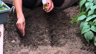 How to Start Marigolds From Seeds  The Chefs Garden [upl. by Atreb]