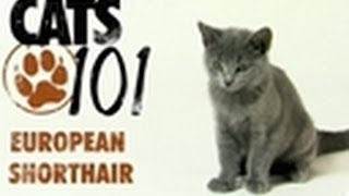 European Shorthair  Cats 101 [upl. by Hazelton845]