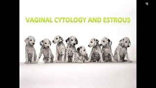 Canine Estrous Cycle Veterinary Technician Education [upl. by Sollows]