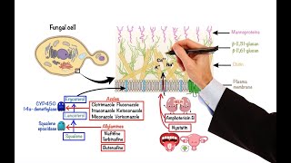 Pharmacology – ANTIFUNGAL DRUGS MADE EASY [upl. by Ahsiket470]