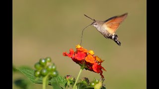 Pasarea Colibri  In cautarea cuibului pierdut 1995 full album [upl. by Annaira]