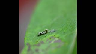 Monarch Caterpillar  1st Instar Molting [upl. by Rambow]