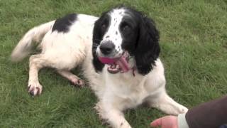 English Springer Spaniel [upl. by Ettenom750]