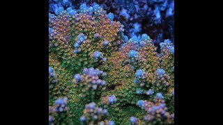 Acropora Coloring Tips by Pirates Reef Corals [upl. by Adolph50]