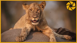 Into The Okavango Delta  A Botswana Safari Adventure I Wildlife Photography [upl. by Gundry917]