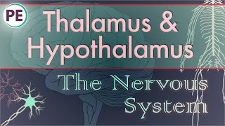 The Nervous System Diencephalon  Thalamus amp Hypothalamus [upl. by Ihsoyim97]