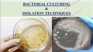 Culturing and isolation of bacteria [upl. by Annaoi]