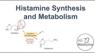 Histamine Synthesis and Metabolism Pathway [upl. by Aisetal]