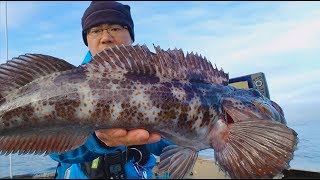 Bottom Fishing for Ling Cod [upl. by Lesli931]