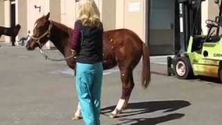 Neuroaxonal Dystrophy in Quarter Horses [upl. by Gayl776]