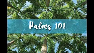 Palms 101 Part 1 [upl. by Fried]