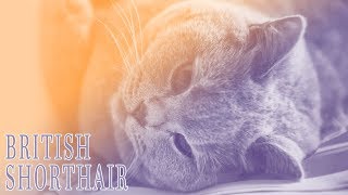 Ideal Companion British Shorthair  Cat Breeding Videos [upl. by Nyrraf]