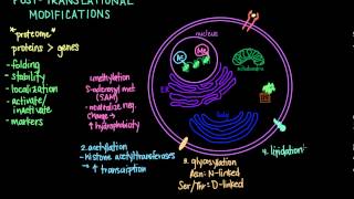 Post Translational Modifications [upl. by Lorolla964]