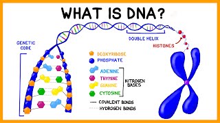 What is DNA [upl. by Eiliak]