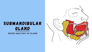 Submandibular Salivary Gland Anatomy [upl. by Suolevram]