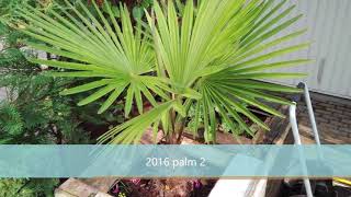 Growth rate trachycarpus 20112018 [upl. by Amle554]