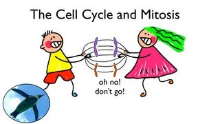 Cell Cycle and Mitosis [upl. by Ioves62]