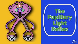 The Pupillary Light Reflex [upl. by Nodnal]