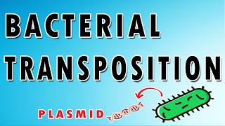 Bacterial Transposition [upl. by Trefor]