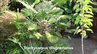 Different Trachycarpus species [upl. by Toby]