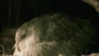 Kakapo Parrot BOOMING Mating Call New Zealand HEAVIEST PARROT IN THE WORLD [upl. by Yenahteb957]