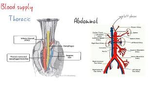 The Oesophagus Esophagus  Clinical Anatomy [upl. by Nadiya]