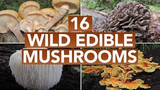 16 Wild Edible Mushrooms You Can Forage This Autumn [upl. by Audsley]