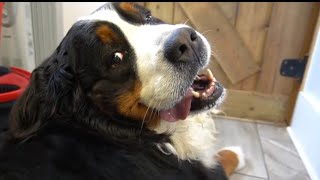 First bath in FOUR years Beautiful Bernese Mountain Dog transformation [upl. by Pylle]