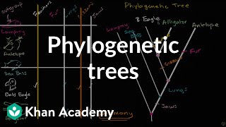 Understanding and building phylogenetic trees  High school biology  Khan Academy [upl. by Otilesoj]