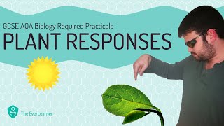 AQA GCSE Biology 91 Required Practical  Plant Responses [upl. by Nonnair106]