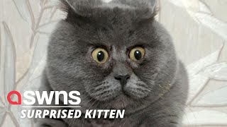 Adorable cat that looks permanently surprised is saved from death by loving family  SWNS [upl. by Critchfield]