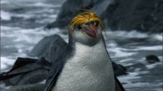 Royal quotPengwingsquot Penguins  Benedict Cumberbatch narrates South Pacific  BBC Earth [upl. by Aiset214]